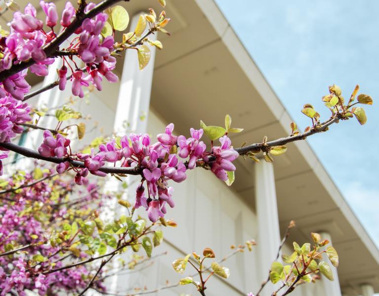 Campus Scenery_Pink and Purple Flower Buds Tree_Up Close Shot