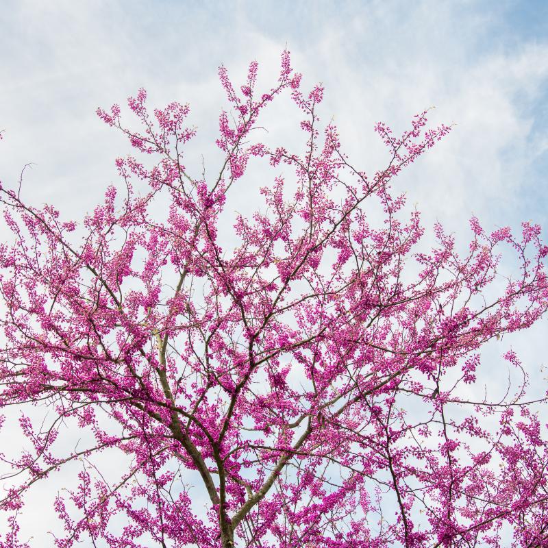 2025_Campus Scenery_Pink Flower Buds Tree